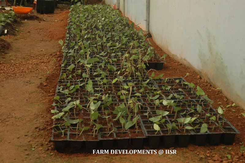 HT Planting meterial production 3.jpg